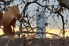 20260206-Milleniumtower