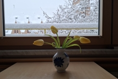 20260220-TulpenSchnee