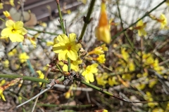 20260225-ErsteBlueten