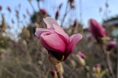 20260318-Magnolie